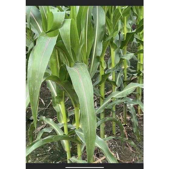 PHÂN BÓN NPK 16-16-16+TE ĐẦU TRÂU 1kg