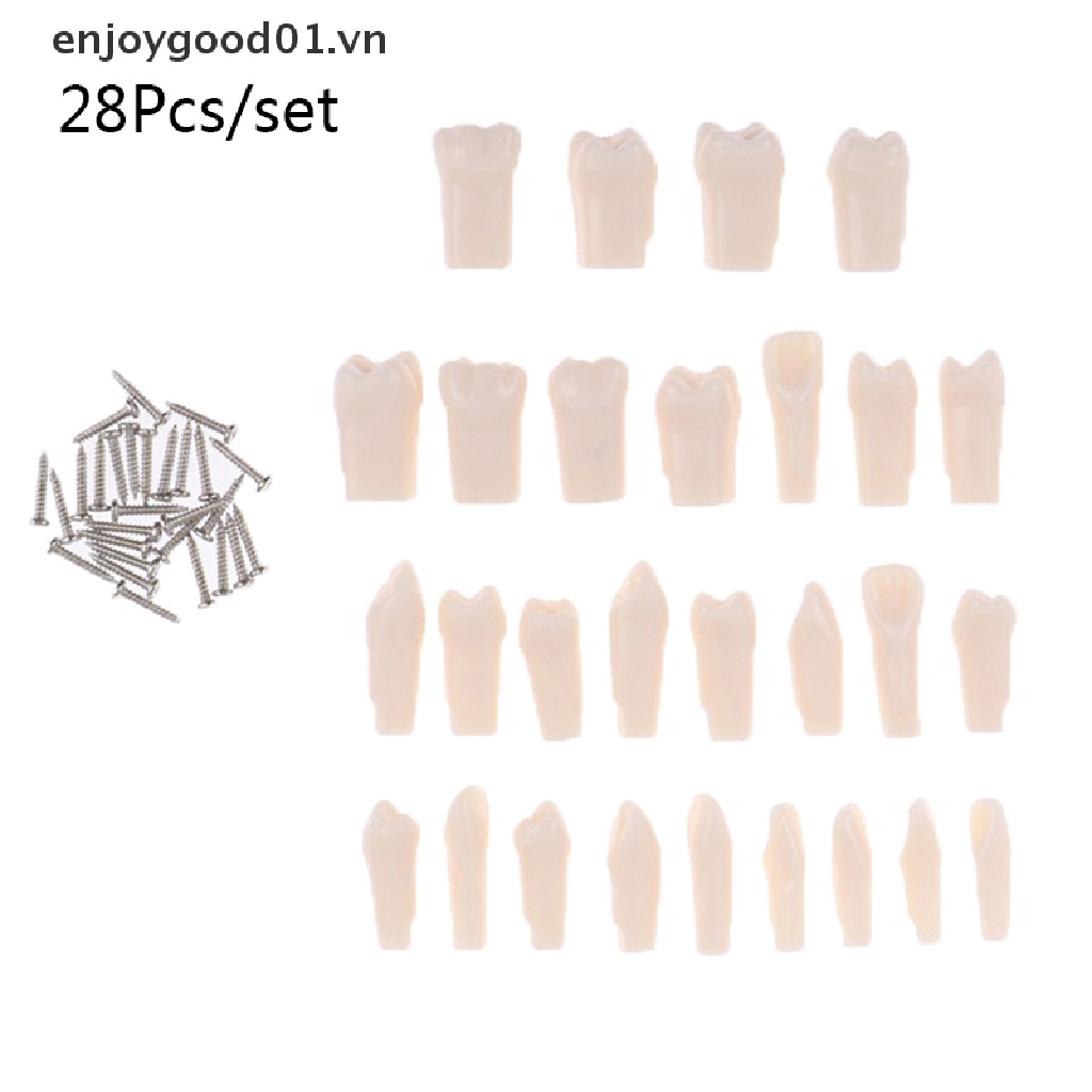 (Hàng Mới Về) 28 Răng Giả Bằng Nhựa resin Tự Nhiên Đặc Biệt Dùng Giảng Dạy Trong Nha Sĩ