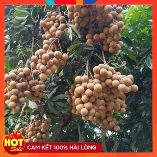 Cây Giống Nhãn Muộn Hà Tây T2, T6 ( 3 Cây ) Còn Có Tên Gọi Khác Là Nhãn Đại Thành Cây Ghép Nhanh Cho Quả