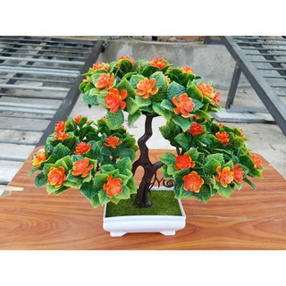 Chậu cây bonsai trang trí tết
