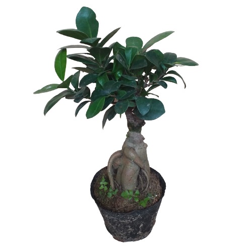 Cây Si nhật bonsai để bàn