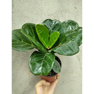 Chậu cây bàng singapore mini 25 cm lá to đẹp để phòng kín không cần nhiều nước