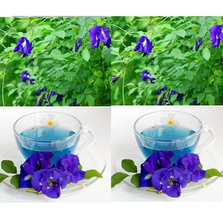 Hạt Giống Hoa Đậu Biếc Đơn Dây Leo, Hoa Nở Quanh Năm (2 gam ~ 35 hạt)