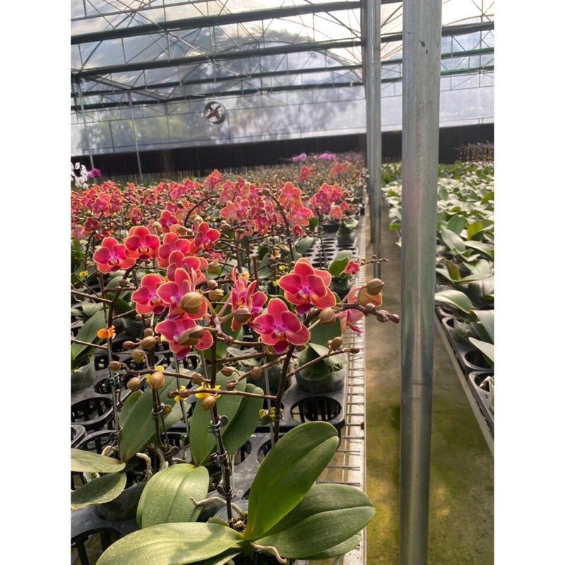 KHAY NHỰA, 12 LỖ, 15 LỖ TRỒNG RAU ƯƠM MẦM, TRỒNG CÂY THUỶ CANH,HÀNG SẴN KHO