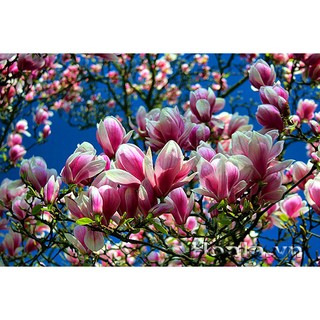 HẠT GIỐNG HOA MỘC LAN( 3 HẠT)