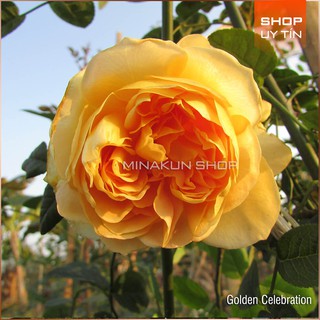 Hoa hồng ngoại Golden Celebration vàng MinaKun Shop