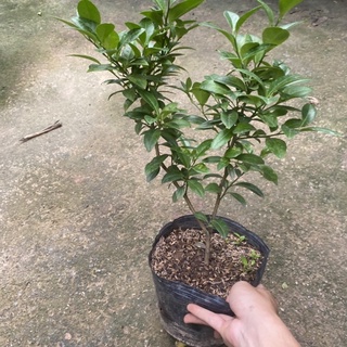 Cây chanh ta ( chanh tứ quý ) trồng bịch đen tán sum (Ảnh Thật)