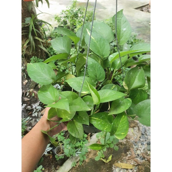 Chậu cây trầu bà vàng