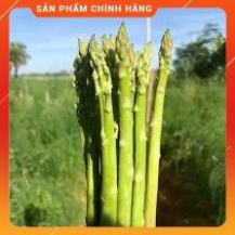 Hạt giống Măng tây xanh Thái Lan gói 50 hạt.