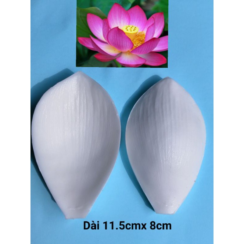Gân silicon hoa sen (lấy từ hoa thật)