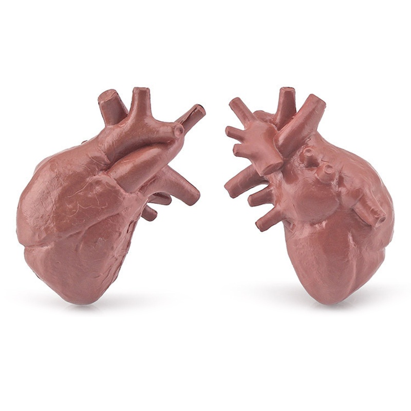 Đàn Organ Torso3D Đồ Chơi Giải Phẫu Học Cho Bé