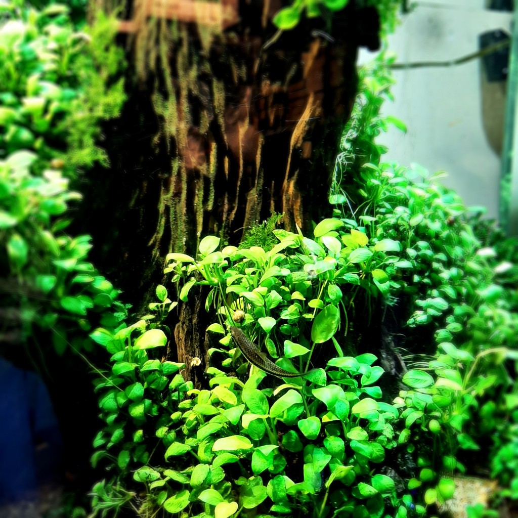 Vi Sinh PSB MAIKA | Vi sinh quang hợp làm sạch nước - Khử mùi tanh - Tạo môi trường có lợi cho cá tép