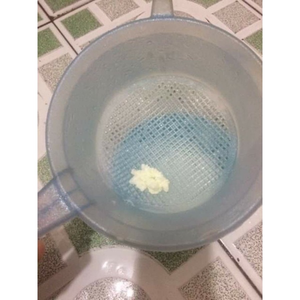 Nấm sữa Kefir