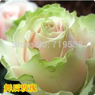 Hạt giống hoa hồng khiêu vũ cam viền xanh lá ( bán lẻ )