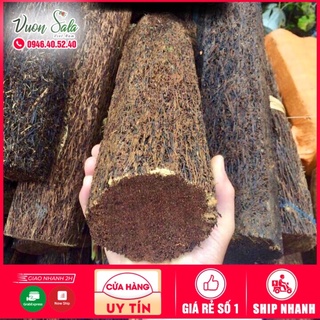 Dớn trụ trồng lan