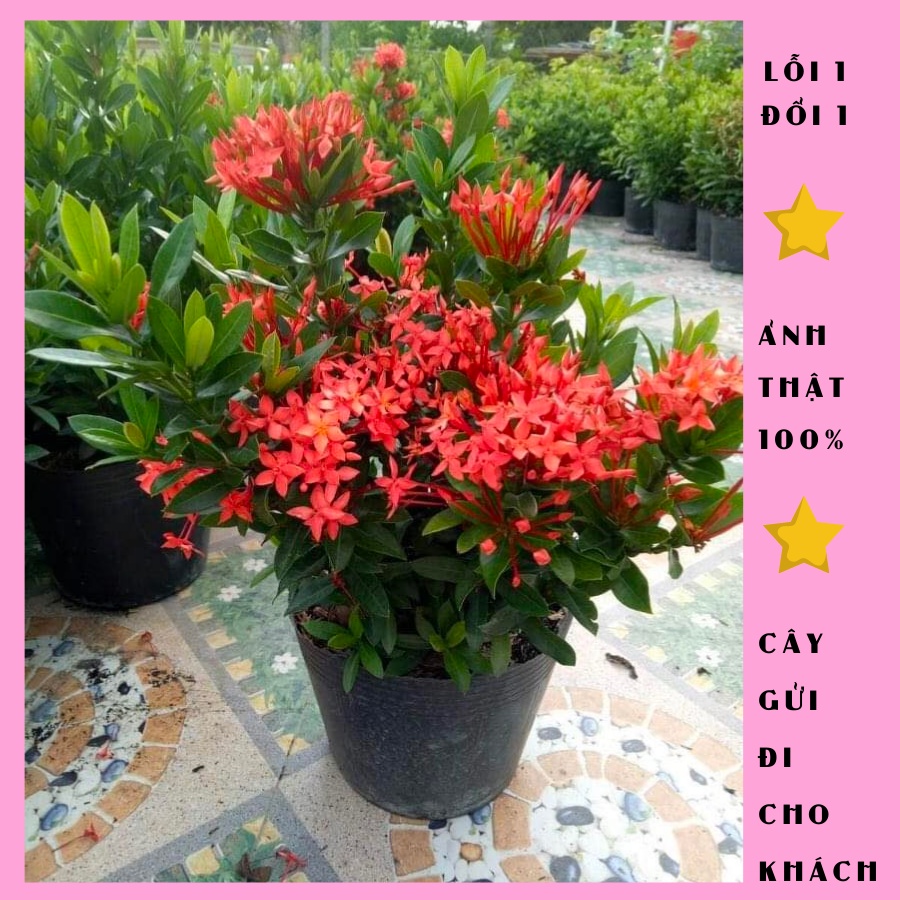 Cây bông trang, cây mẫu đơn cao 50cm đang nụ hoa, hoa quanh năm, ảnh thật, lỗi 1 đổi 1