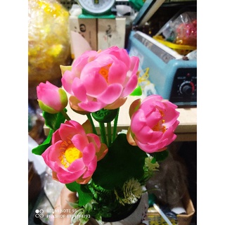 Chậu Sen đất sét ~30cm thành phẩm luôn chậu