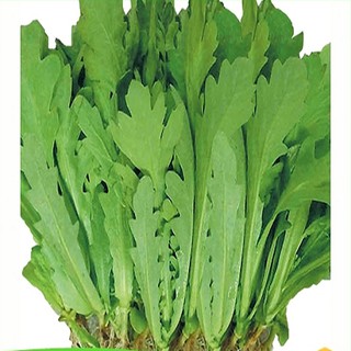 HẠT GIỐNG RAU TẦN Ô ( RAU CẢI CÚC)