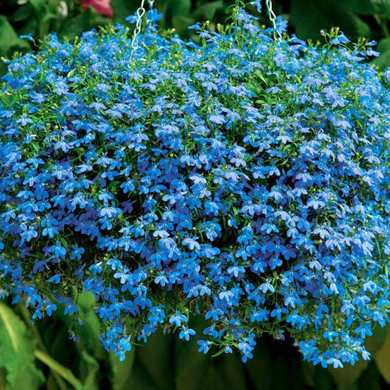 Shop 1K - 50h Hạt Giống Hoa Cúc Lobelia Rủ Mix