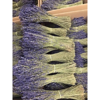 100 bông hoa khô lavender Pháp chọn lọc