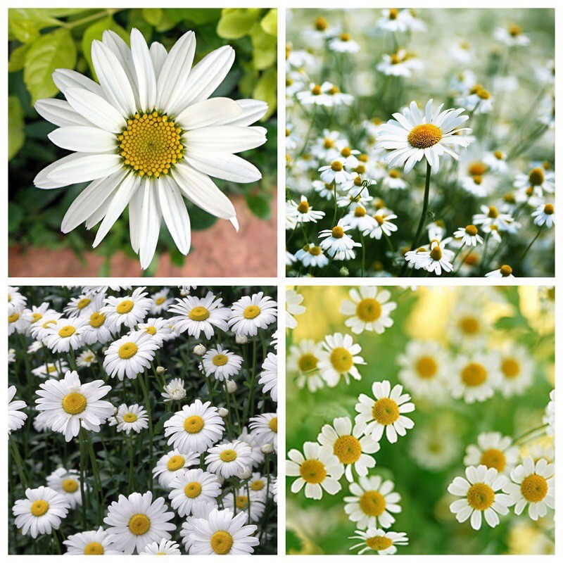 Hạt Giống Hoa Cúc Chi Trắng 60cm Shasta | SL: 100 HẠT