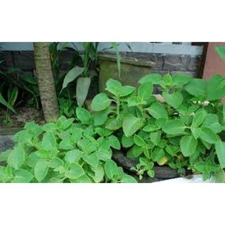 1000 hạt giống húng chanh