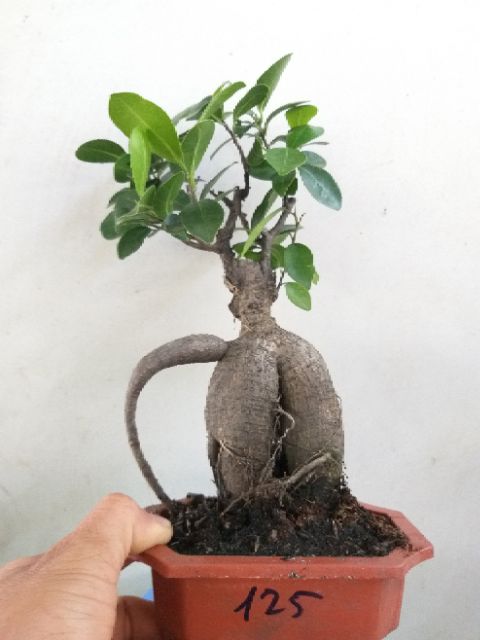 Cây Đa Nhân Sâm bonsai