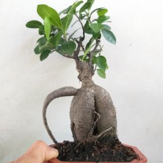 Cây Đa Nhân Sâm bonsai