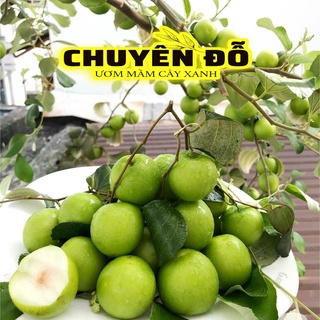 [CÓ SẴN] CÂY GIỐNG TÁO THÁI LAN