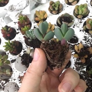 Sen đá❤️Sen đá mini/Sen vỉ [GIÁ SIÊU RẺ] ❤️❤️