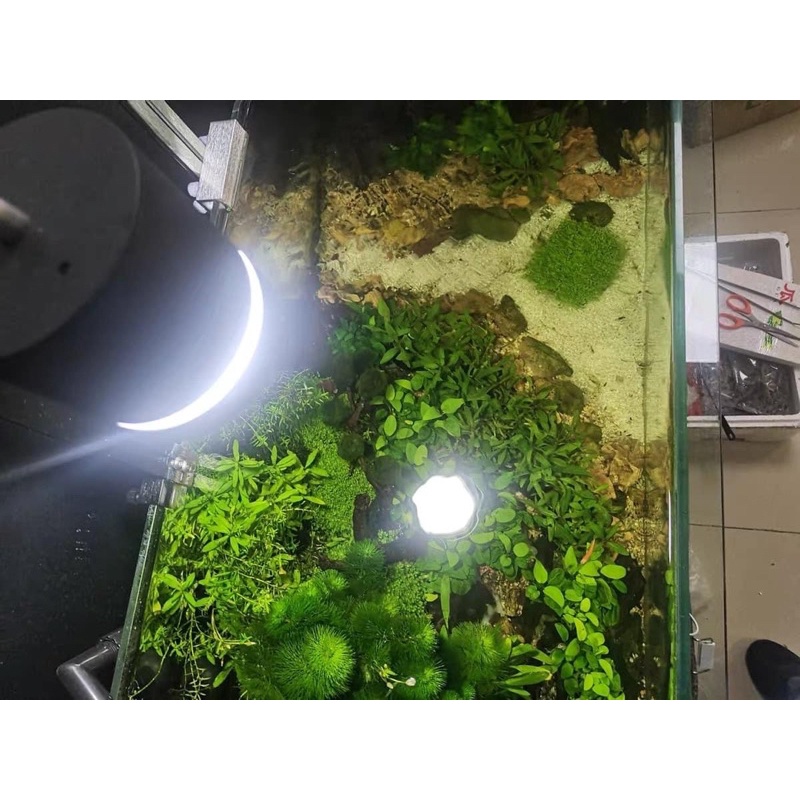 Đèn COB chiếu sáng bể cá cảnh