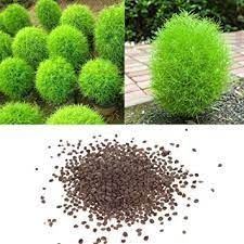 Hạt Giống Cỏ Đổi Màu F1 Loại Siêu Dễ Trồng, Hoa Nở Đẹp-Tổng kho hạt giống giá rẻ
