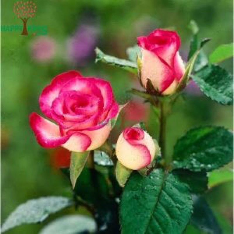 Cây hoa hồng Sếu Đầu Đỏ trưởng thành cao 60 cm  - Đã có hoa và nụ