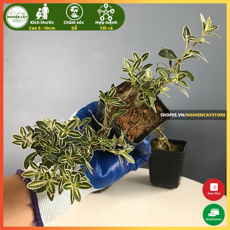 Cây bạch tuyết mai bonsai siêu mini để bàn, trồng tiểu cảnh, bán cạn