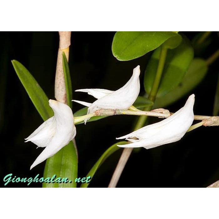 HOA LAN BẠCH CÂU RẤT THƠM