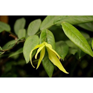 Cây giống hoa dẻ thơm cao 20 cm chuẩn giống cây trong bầu