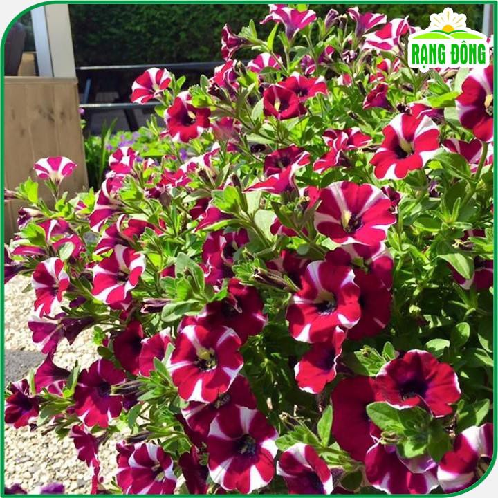 Hạt giống Hoa Dạ Uyên Thảo Sọc nhiều màu, dễ chăm sóc, trồng quanh năm - Hạt giống Rạng Đông
