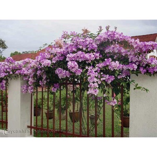 cây hoa leo lan tỏi