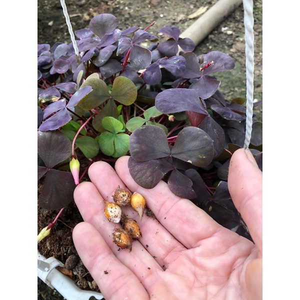 Củ hoa Oxalis Purpurea Garnet