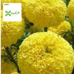 Hạt giống hoa Vạn Thọ Lùn Vàng Chanh