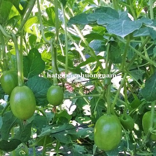 Hạt giống dưa hấu nụ