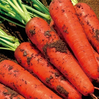 Hạt giống hạt giống cà rốt đỏ nảy mầm siêu nhanh, mùi vị thơm ngon