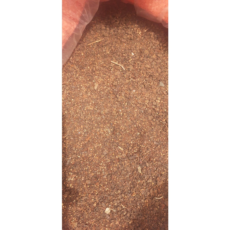 100 gram hạt giống gáo trắng