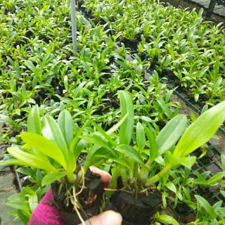 10 CHẬU LAN GIỐNG NHIỀU MÀU