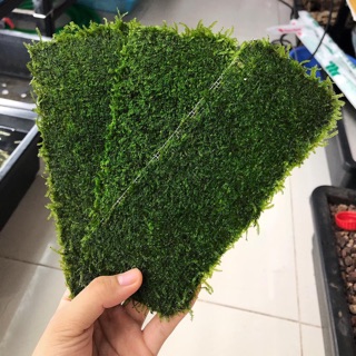 Rêu mini taiwan vỉ 20x8cm