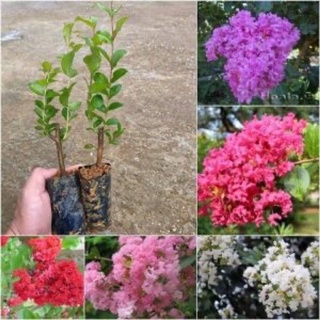 cây hoa tường vy (cây giống )