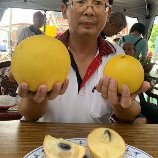 Vú sữa Hoàng Kim