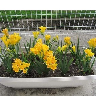 Bộ 3 Củ giống hoa lan nam phi hoa màu vàng - mỗi củ tặng 1 viên nén ươm củ