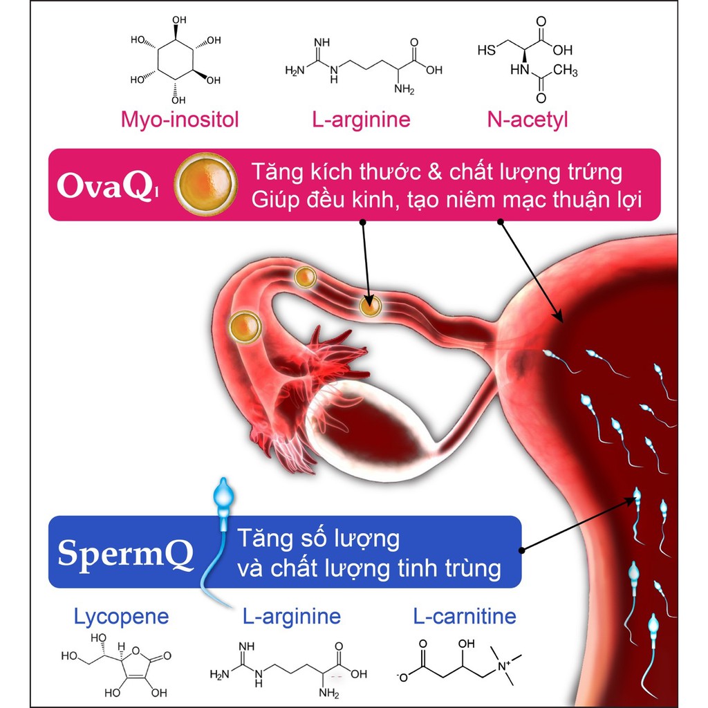 OvaQ1 và SpermQ - Khỏe Trứng, Mạnh Tinh Trùng Hỗ Trợ Mang Thai Cho Nam, Nữ [chính hãng]