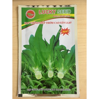 Hạt Giống Rau Diếp Thơm (5 gam)